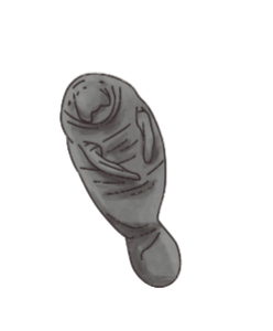 Manatee vinyl sticker